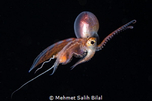Male blanket octopus. by Mehmet Salih Bilal 